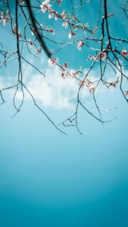 Serenity Now: Cherry Blossoms Bloom Against A Bright Blue Sky