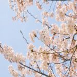 cherry-blossom-sky