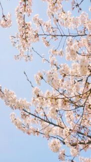 cherry-blossom-sky