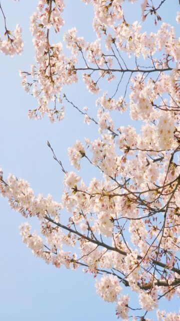 cherry-blossom-sky