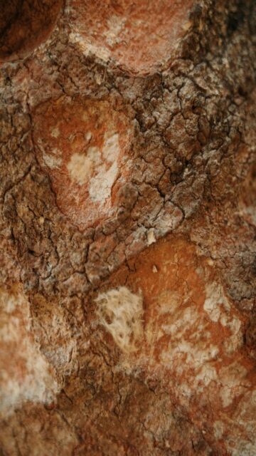 Brown And White Bark Texture For Mobile Wallpaper