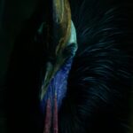 Cassowary's Dark Feathers