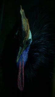 Cassowary’s Dark Feathers