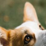 corgi-mobile-wallpaper-amber-brown-eyes