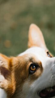 corgi-mobile-wallpaper-amber-brown-eyes