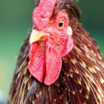 Rooster Head With Red Comb - High-Quality Mobile Wallpaper