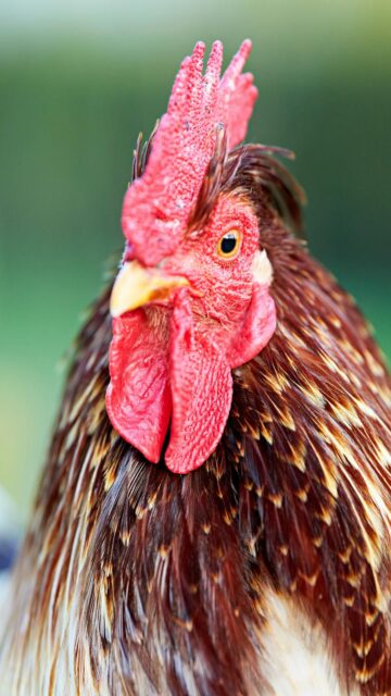 Rooster Head With Red Comb - High-Quality Mobile Wallpaper