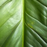 Vibrant Green Leaf Wallpaper
