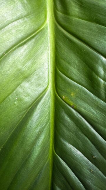 Vibrant Green Leaf Wallpaper