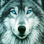 Blue Eyed Wolf Mobile Wallpaper