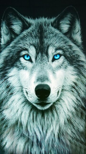 Blue Eyed Wolf Mobile Wallpaper