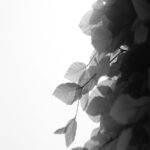 Nature's Backdrop: Golden Leaves Against A Bright Sky