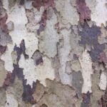 Vibrant Tree Bark Texture Wallpaper