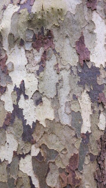 Vibrant Tree Bark Texture Wallpaper