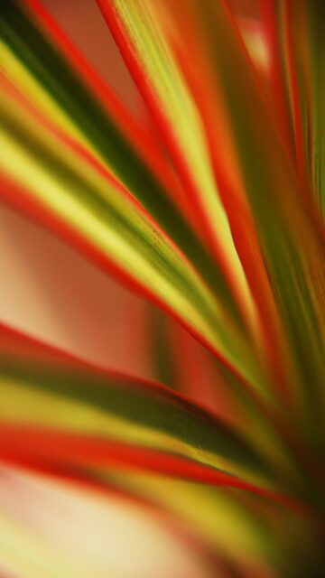 Vibrant Striped Leaves Close Up Wallpaper