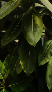 Dark Green Ficus Leaves with Yellow Variegation Wallpaper