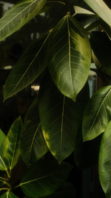 Dark Green Ficus Leaves with Yellow Variegation Wallpaper