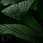 Dark Green Leaves with Water Droplets Close-Up