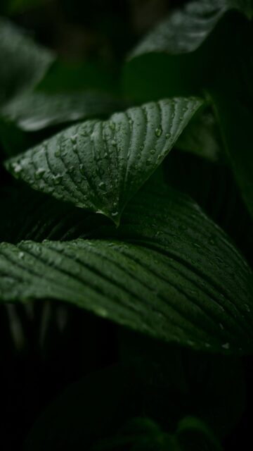 Dark Green Leaves with Water Droplets Close-Up