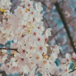 Delicate Pink Cherry Blossoms Close Up
