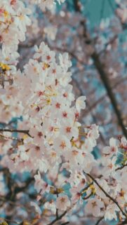 Delicate Pink Cherry Blossoms Close Up