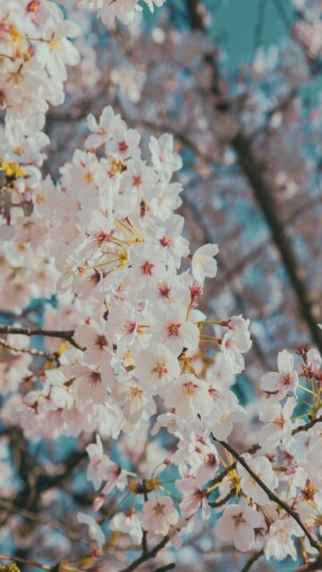 Delicate Pink Cherry Blossoms Close Up