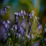 Delicate Purple Bluebells in Sunlit Meadow