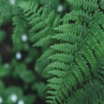 green-fern-leaves-with-small-white-flowers