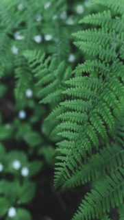green-fern-leaves-with-small-white-flowers