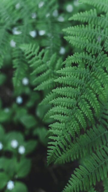 green-fern-leaves-with-small-white-flowers