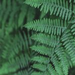 Lush Green Fern Fronds in a Forest Wallpaper