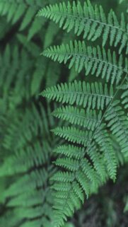 Lush Green Fern Fronds in a Forest Wallpaper