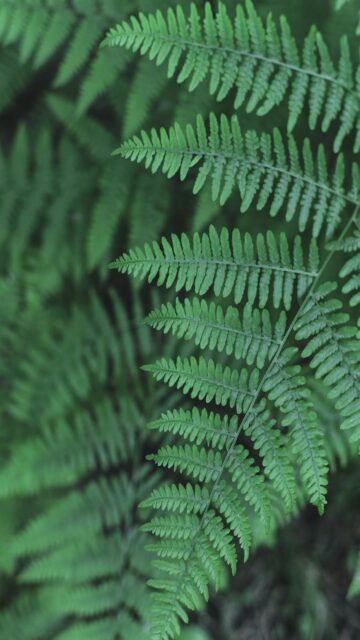 Lush Green Fern Fronds in a Forest Wallpaper