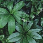 Lush Green Foliage with Star-Shaped Leaves Wallpaper