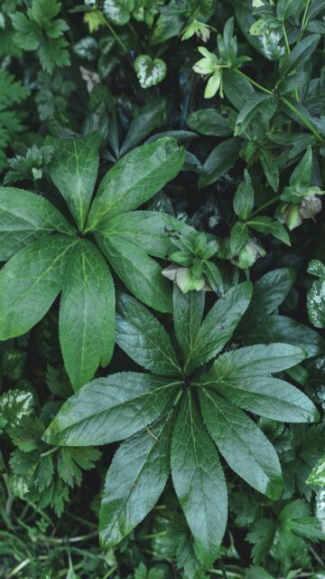 Lush Green Foliage with Star-Shaped Leaves Wallpaper