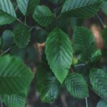 Lush Green Leaves on Branch