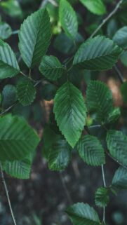Lush Green Leaves on Branch