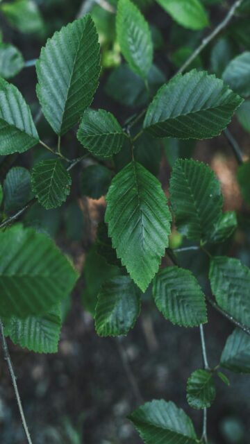 Lush Green Leaves on Branch