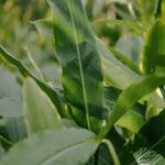 Lush Green Leaves with Water Droplets Mobile Wallpaper