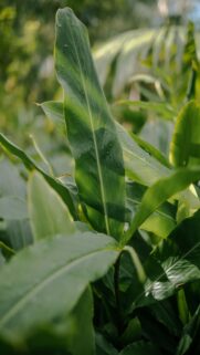 Lush Green Leaves with Water Droplets Mobile Wallpaper