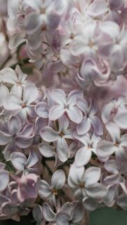 Pale Purple Lilac Flowers Wallpaper