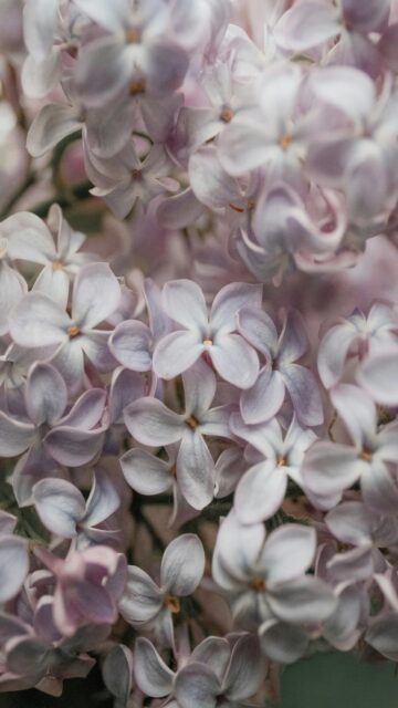 Pale Purple Lilac Flowers Wallpaper