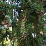 Pine Needle Beauty: Purple Cones Close Up