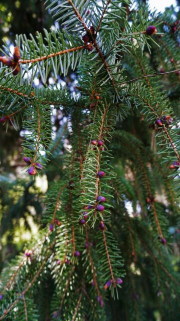 Pine Needle Beauty: Purple Cones Close Up