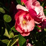 Pink And Red Roses Mobile Wallpaper
