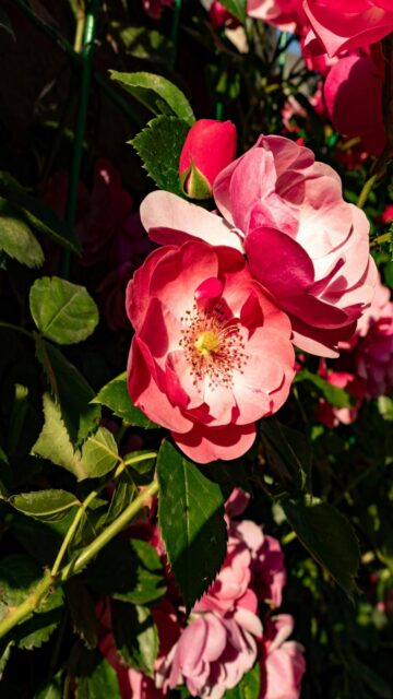 Pink And Red Roses Mobile Wallpaper