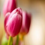 Pink Tulips Close-Up Wallpaper