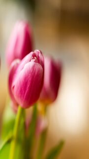 Pink Tulips Close-Up Wallpaper