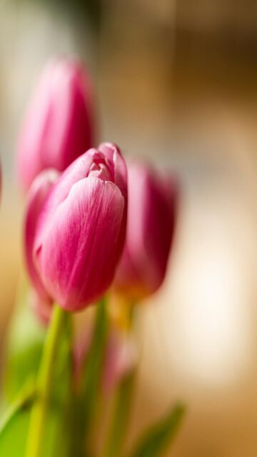 Pink Tulips Close-Up Wallpaper