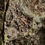 Volcanic Rock with Moss Close-up